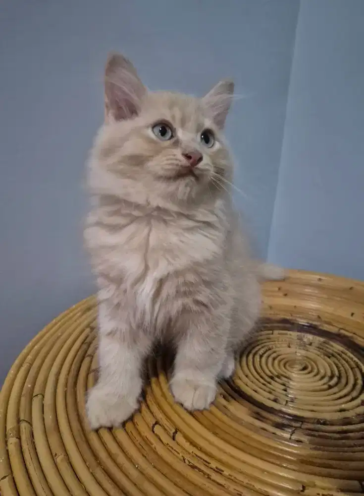 Dijual kitten himalaya