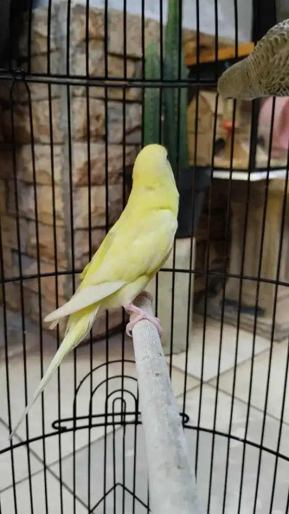 Parkit Lutino x blue