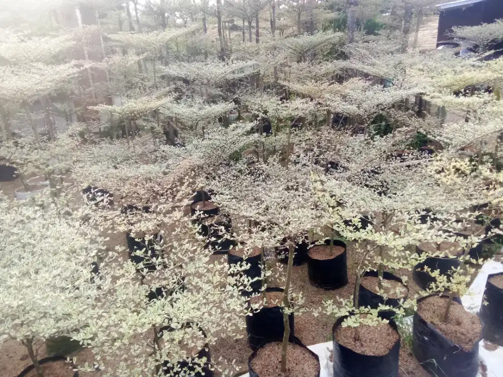 JUAL TANAMAN HIAS POHON KETAPANG KENCANA VARIGATA