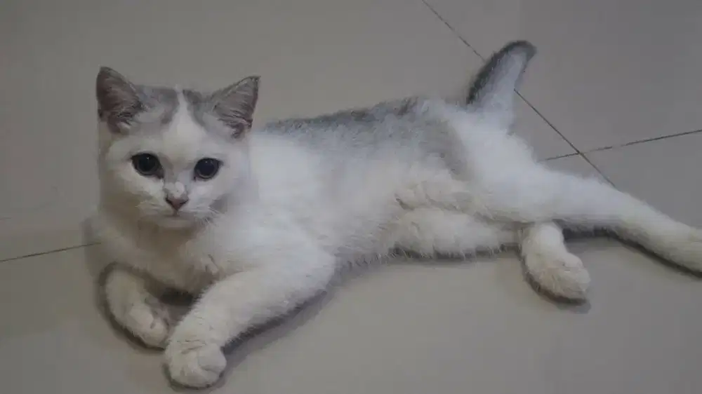 Loker pet Sitter / pet hotel untuk anabul