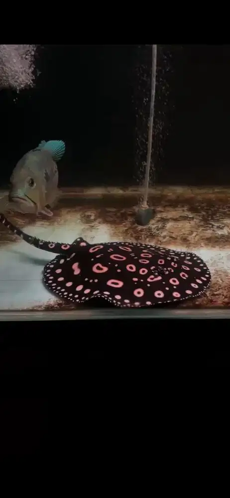 Ikan hias pari black diamond pure air tawar 30cm