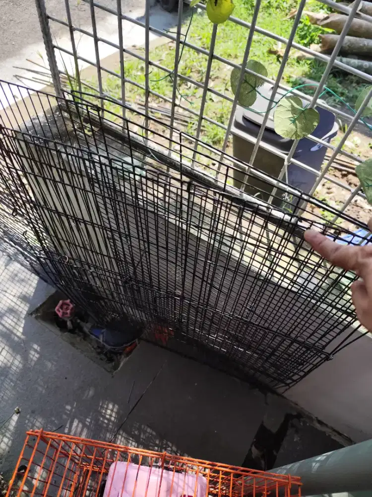 Kandang sugar glider bonus tas