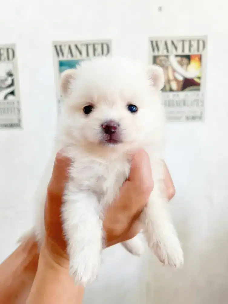 Minipom betina no stb