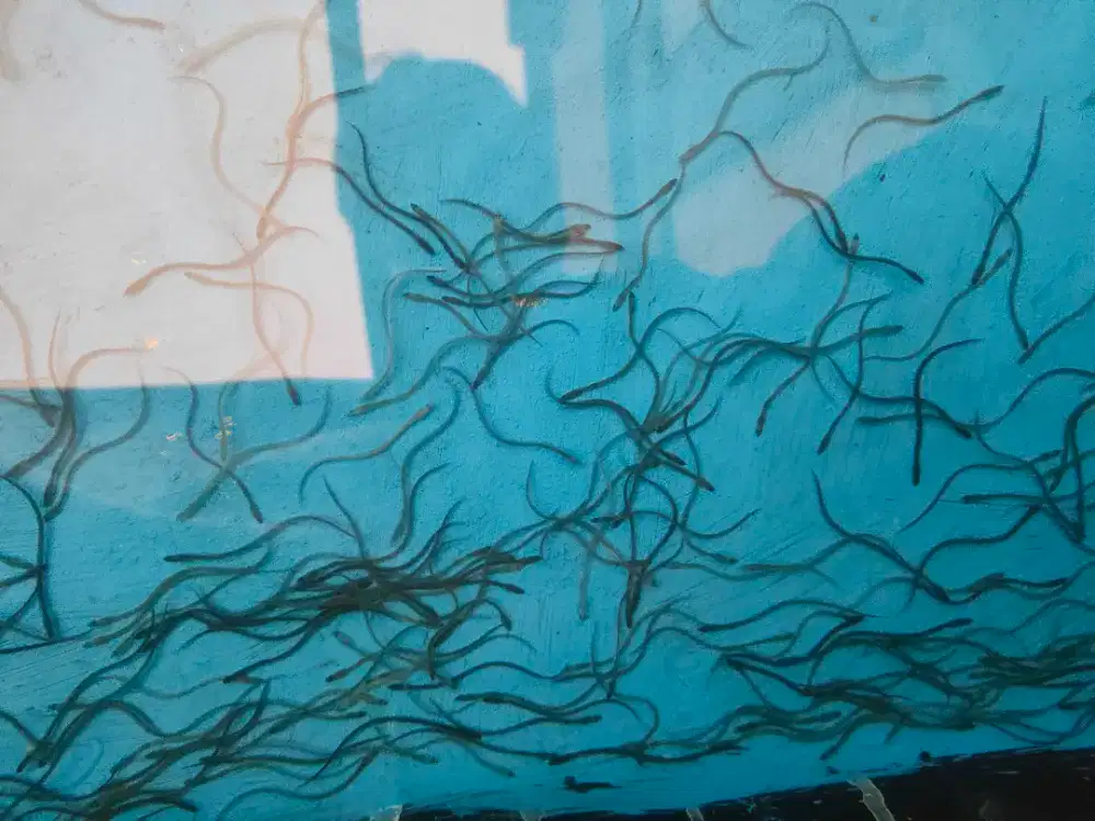 Bibit sidat glass eel