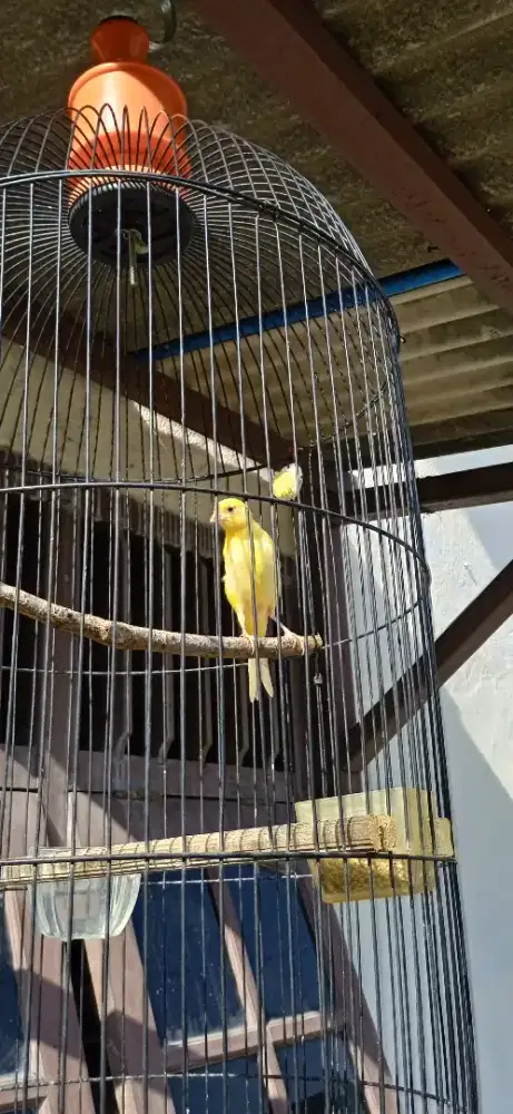 Kenari jantan kalitan