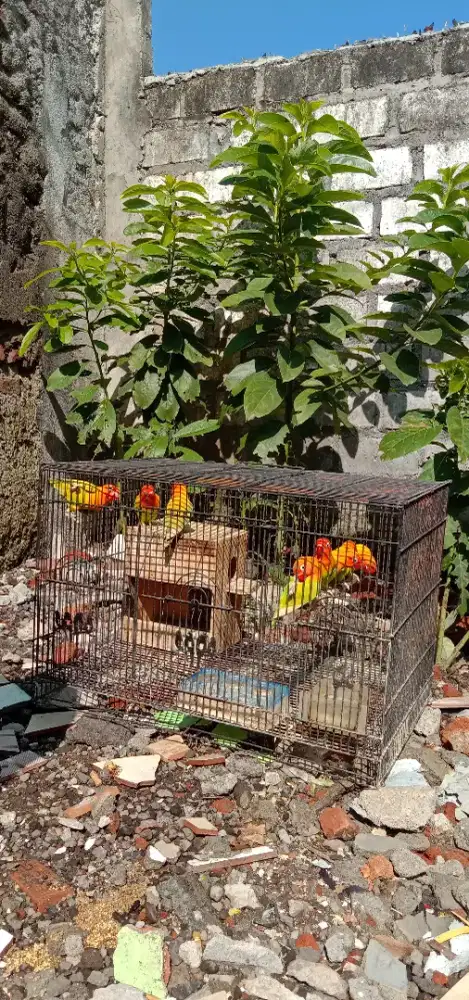 Jual Lovebird surabaya