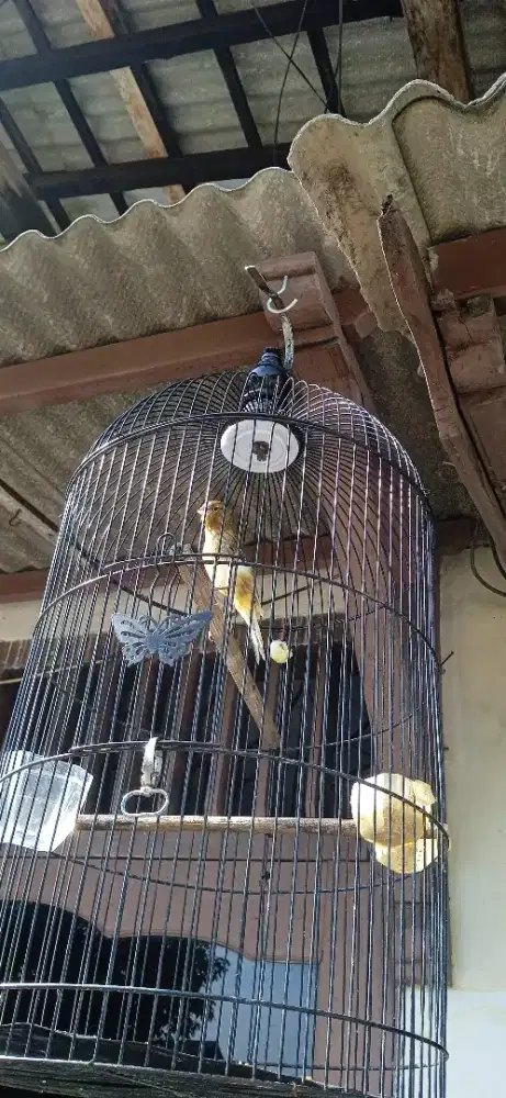 Kenari kalitan jantan