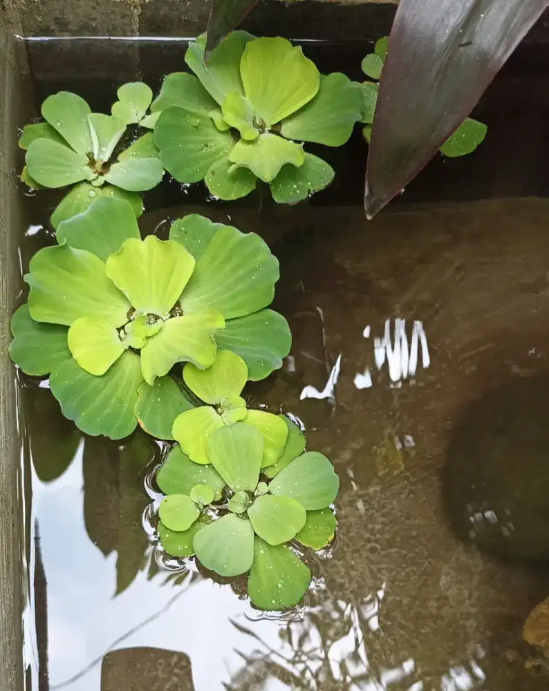 Apu-apu (Pistia stratiotes)