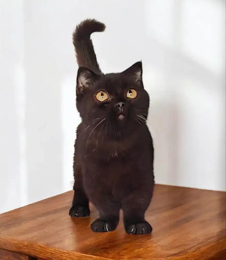 Munchkin Gaelic fold jantan