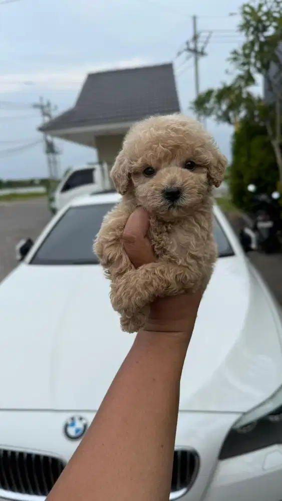 Poodle betina apricot