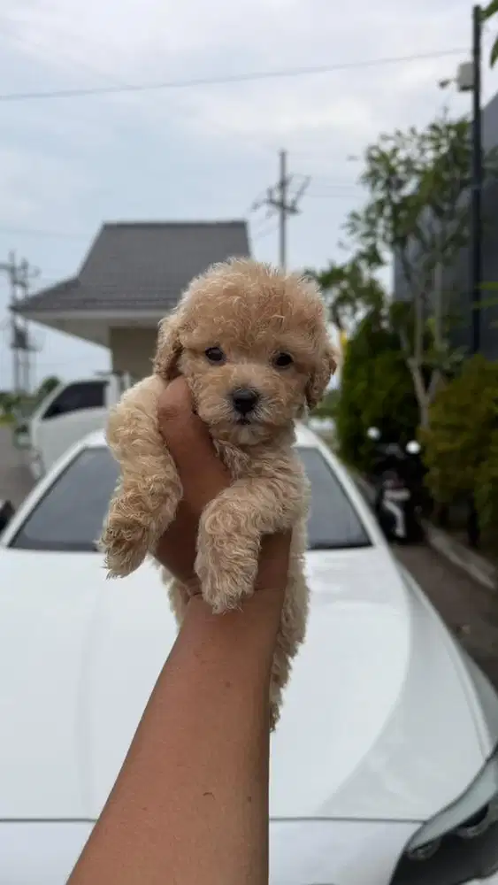 Poodle apricot jantan