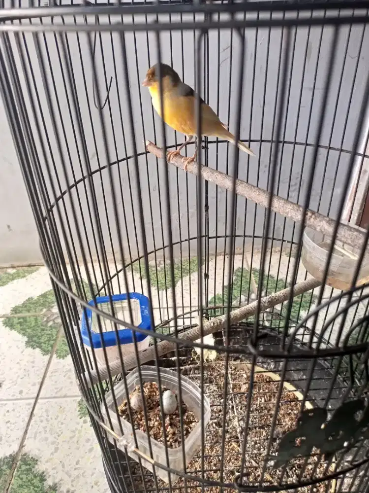 Kenari AF Betina Siapan