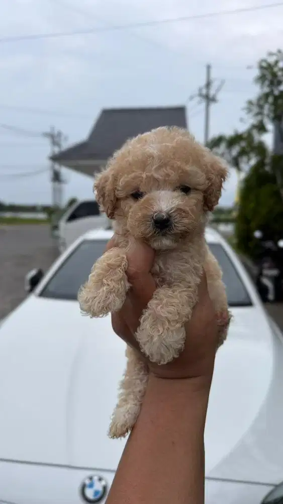 Poodle apricot betina