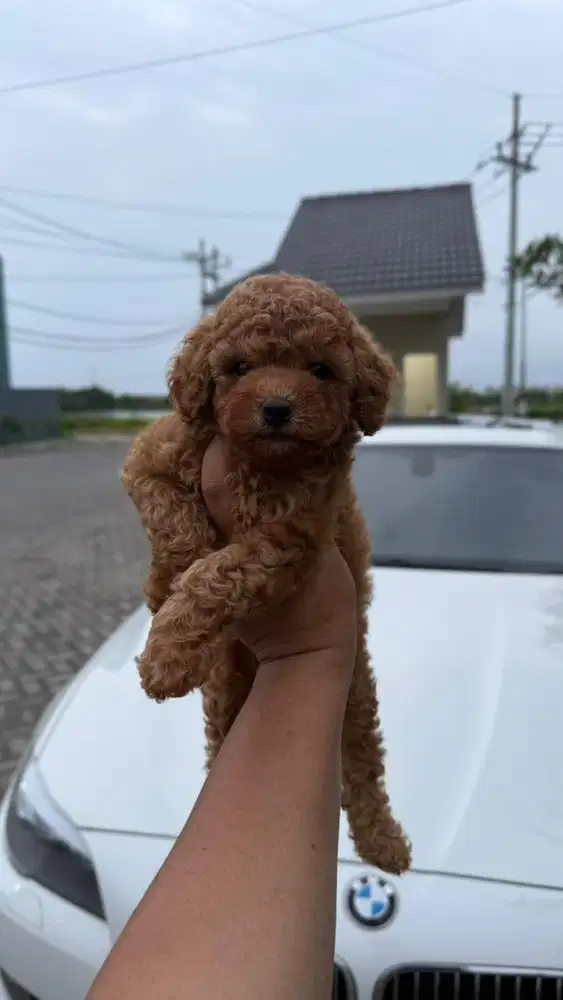 Red toy poodle betina