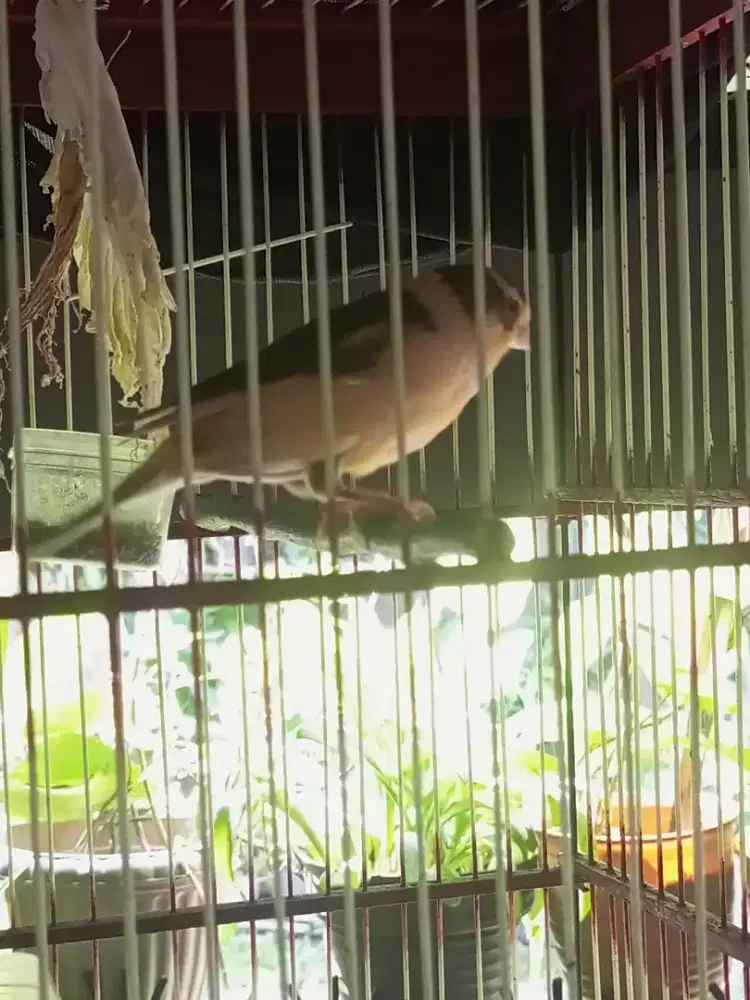 Kenari F1 Betina Siapan