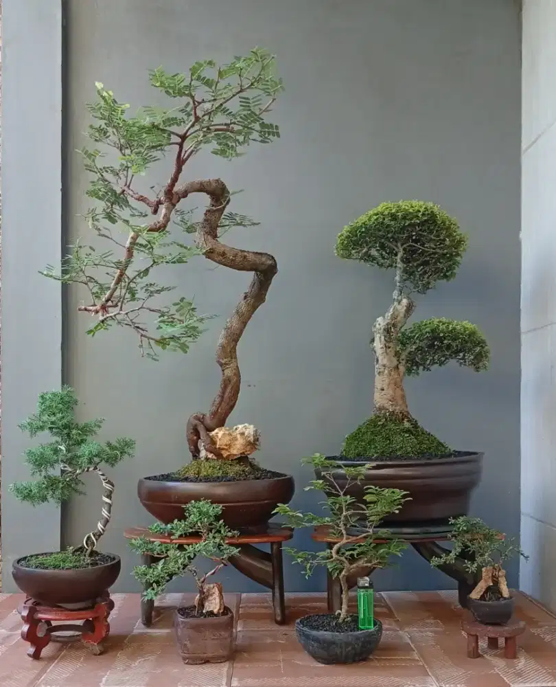 6 pot bonsai hias murah