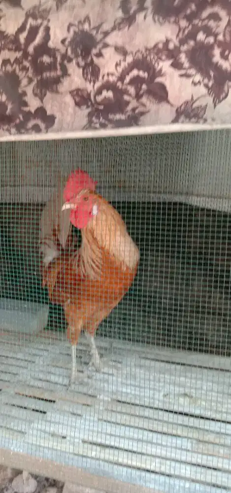 Jual ayam kampung elba jantan