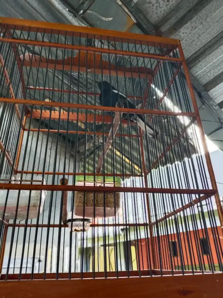 Kacer dada hitam Jawa Timur Ngobra