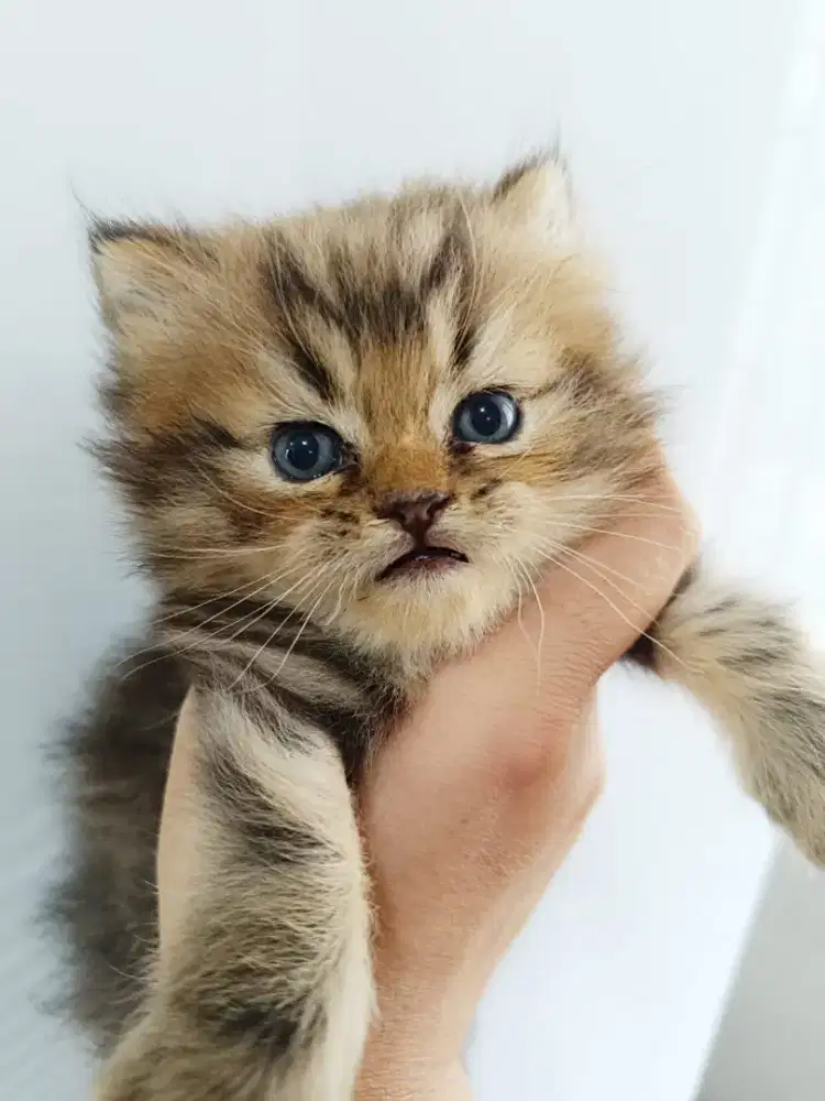 Kucing kitten warna sesuai di foto