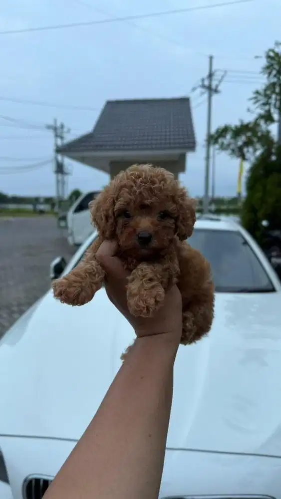 Red Poodle jantan