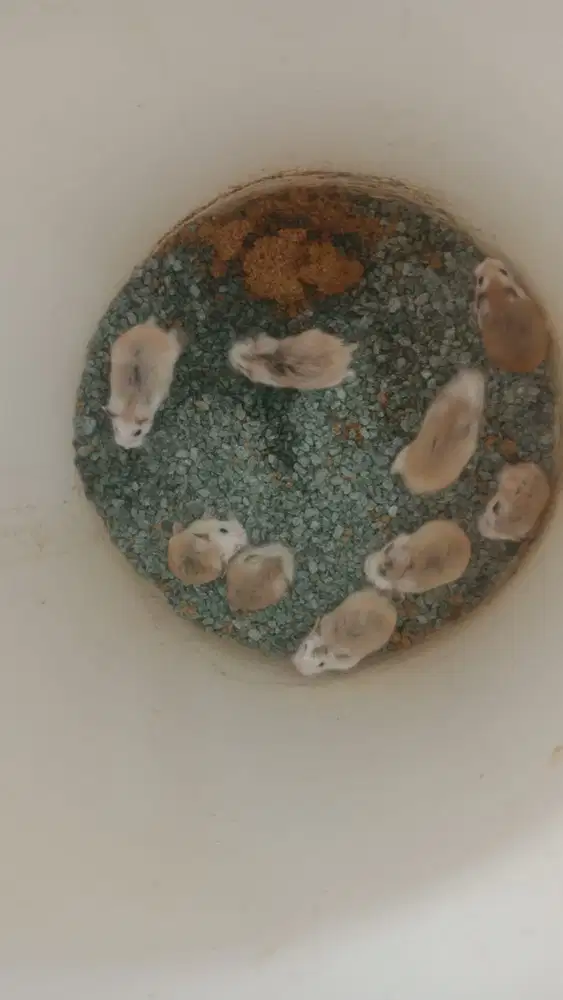 Pedagang hamster di pasar malam