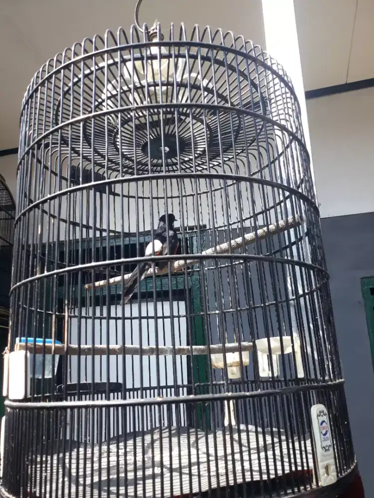 muray ring suara isian figher