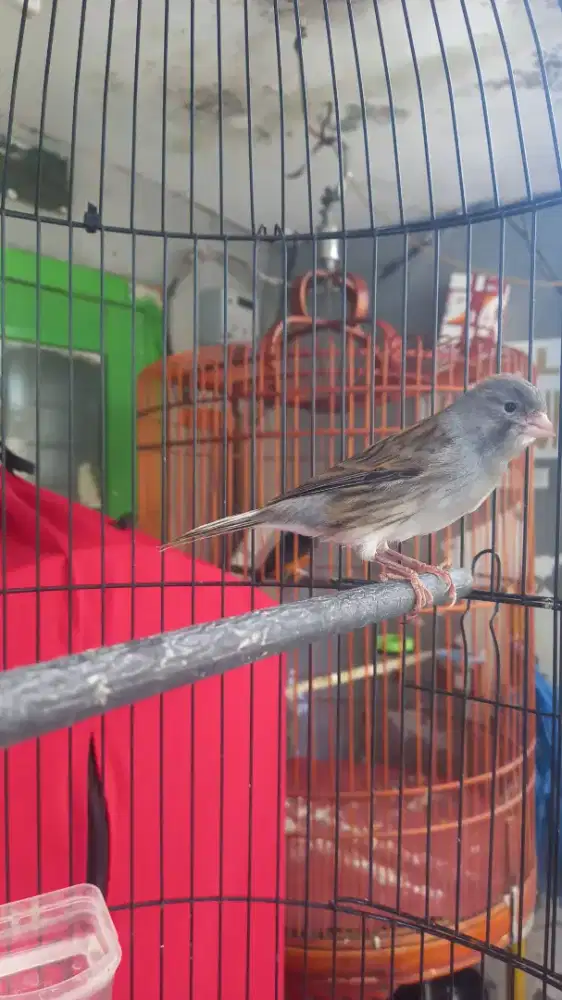 Kenari Starblue Loperan