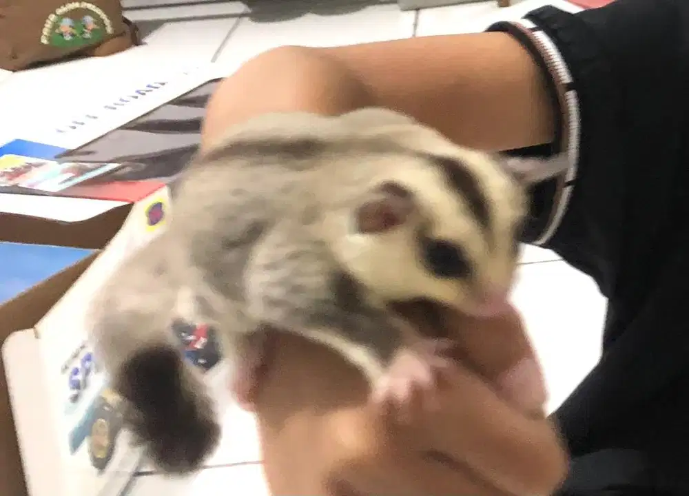 Sugar glider wf