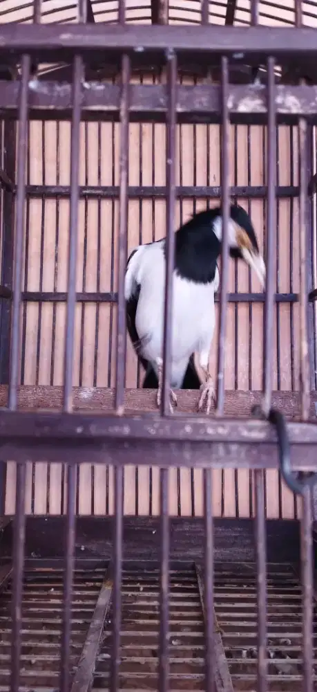 Jalak suren jantan muda