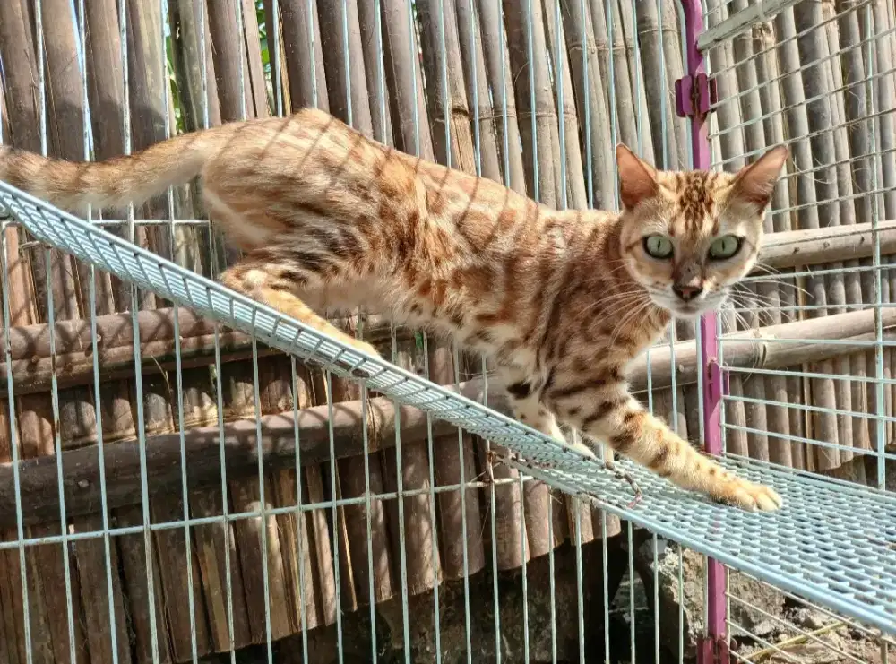 Jinak, sehat, betina