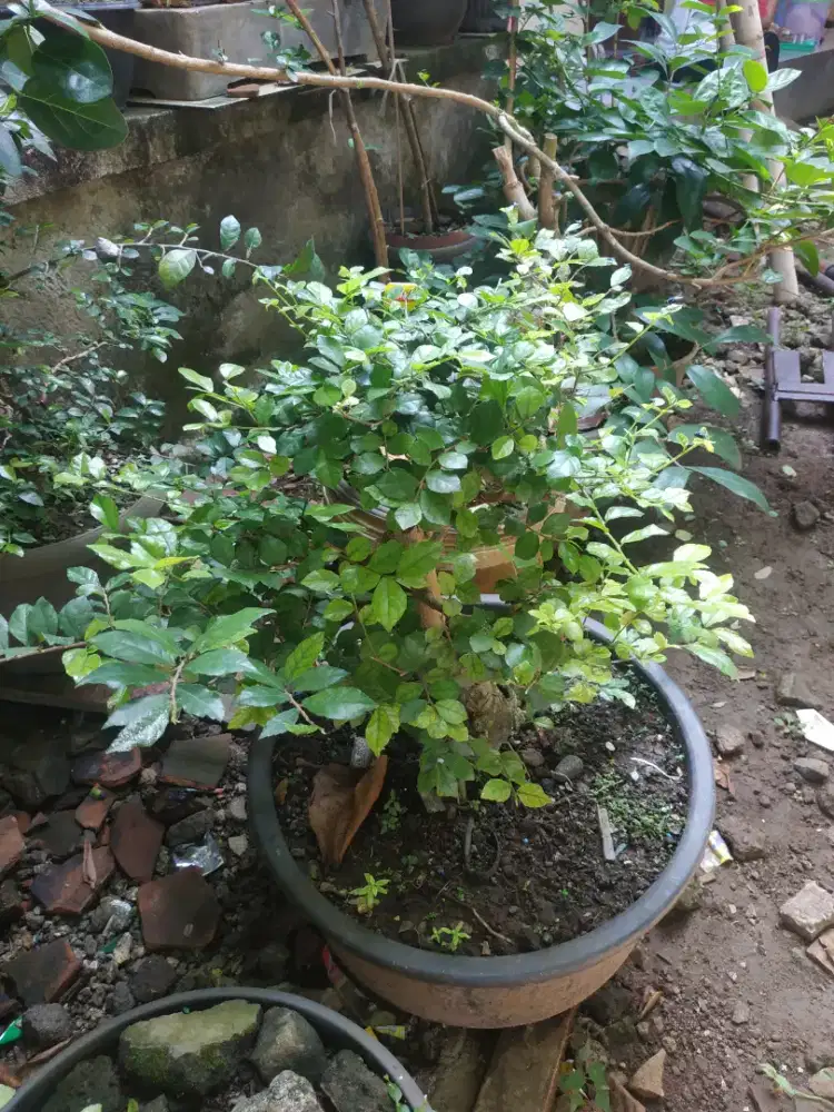 tanaman Kiserut bonsay