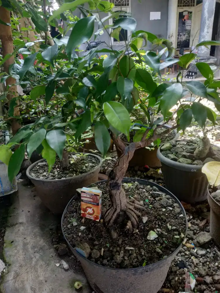 Pohon bonsay beringin