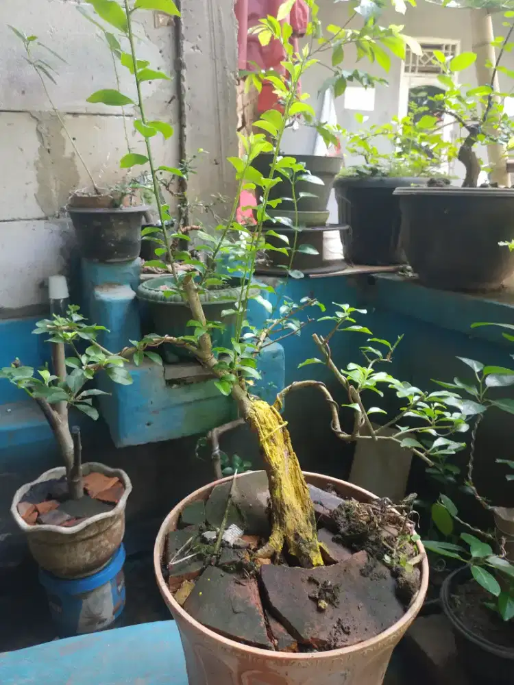 Pohon bonsay kali age