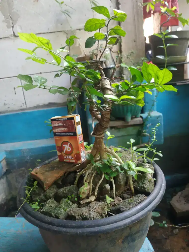 Pohon bansay akar kiserut