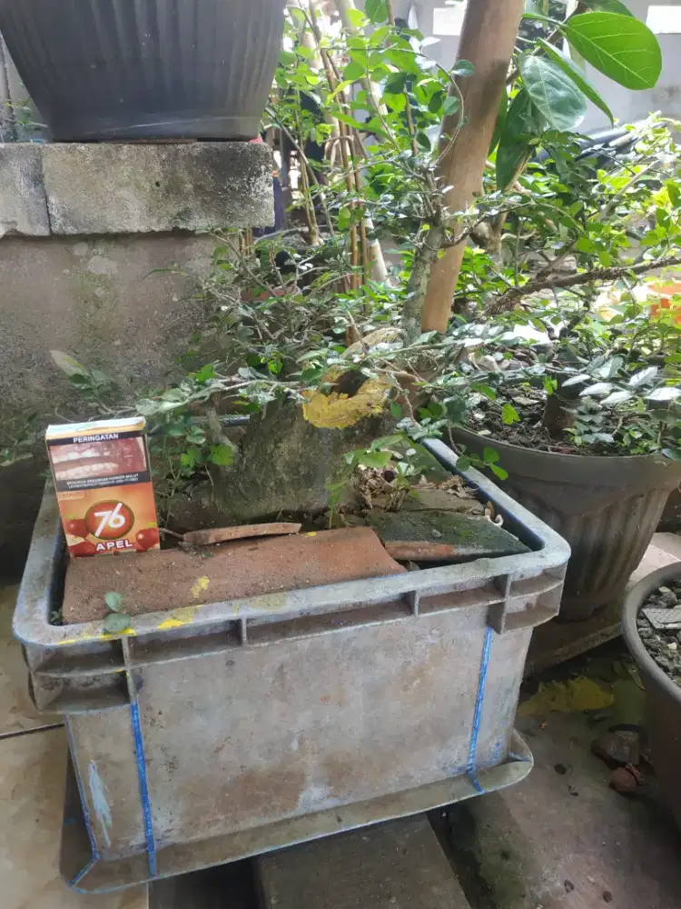 pohon Bonsai kiserut