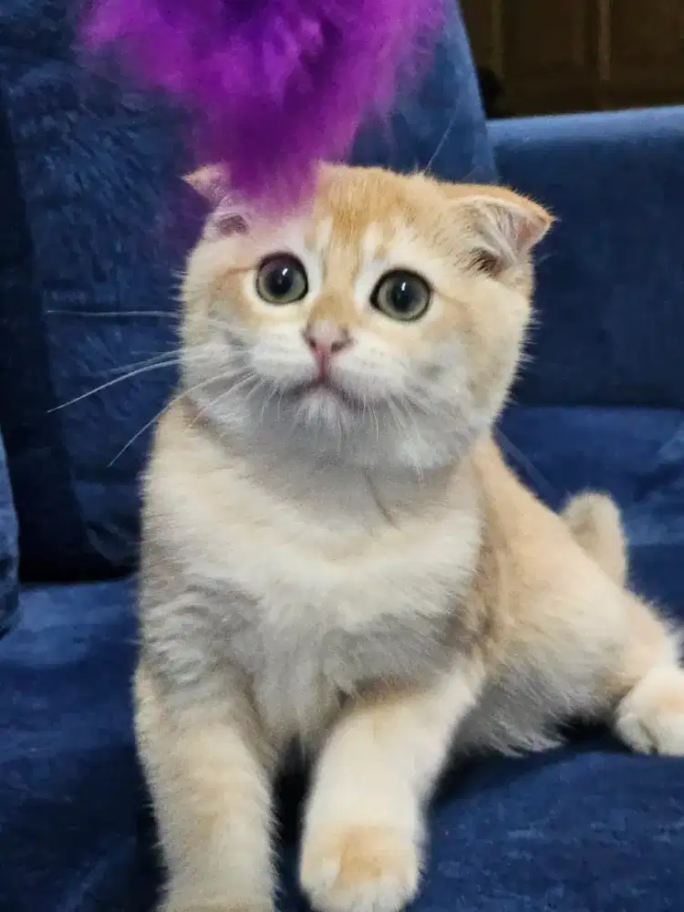 Kitten Scottish X BSH Golden