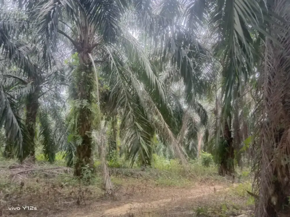 Dijual Kebun Sawit, 3,3 Ha