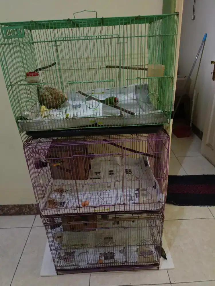 Gold Amadine di jual/tkr wambi jtn