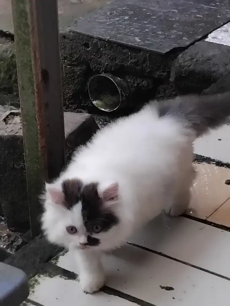 Kucing persia ibu munckhin