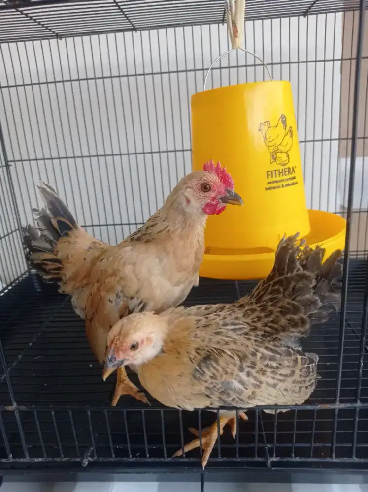 Anak ayam kate sejodoh