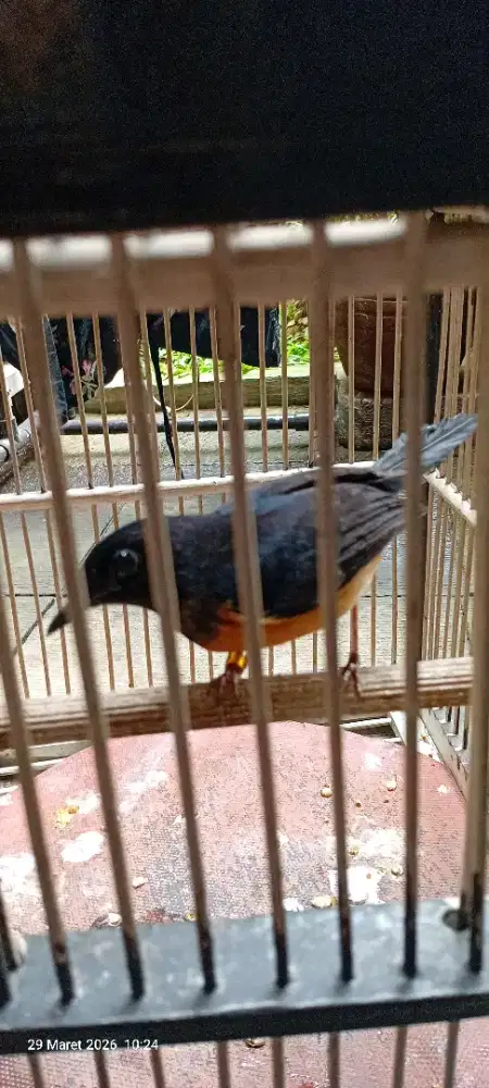 Murai batu betina siapan