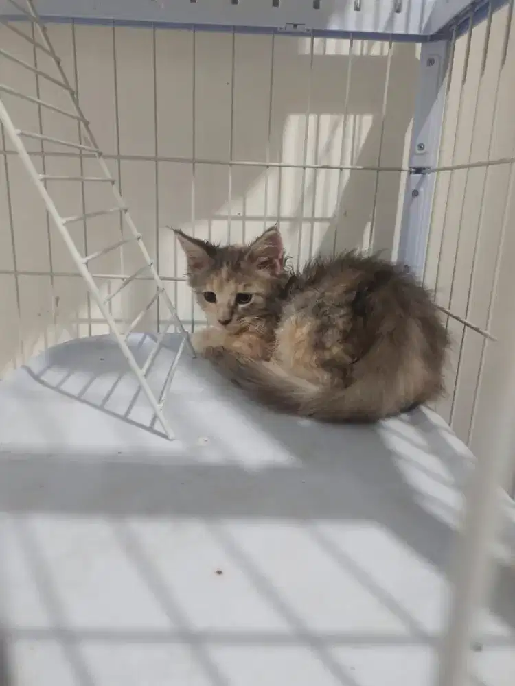 Kucing pure maincoone dilute calico