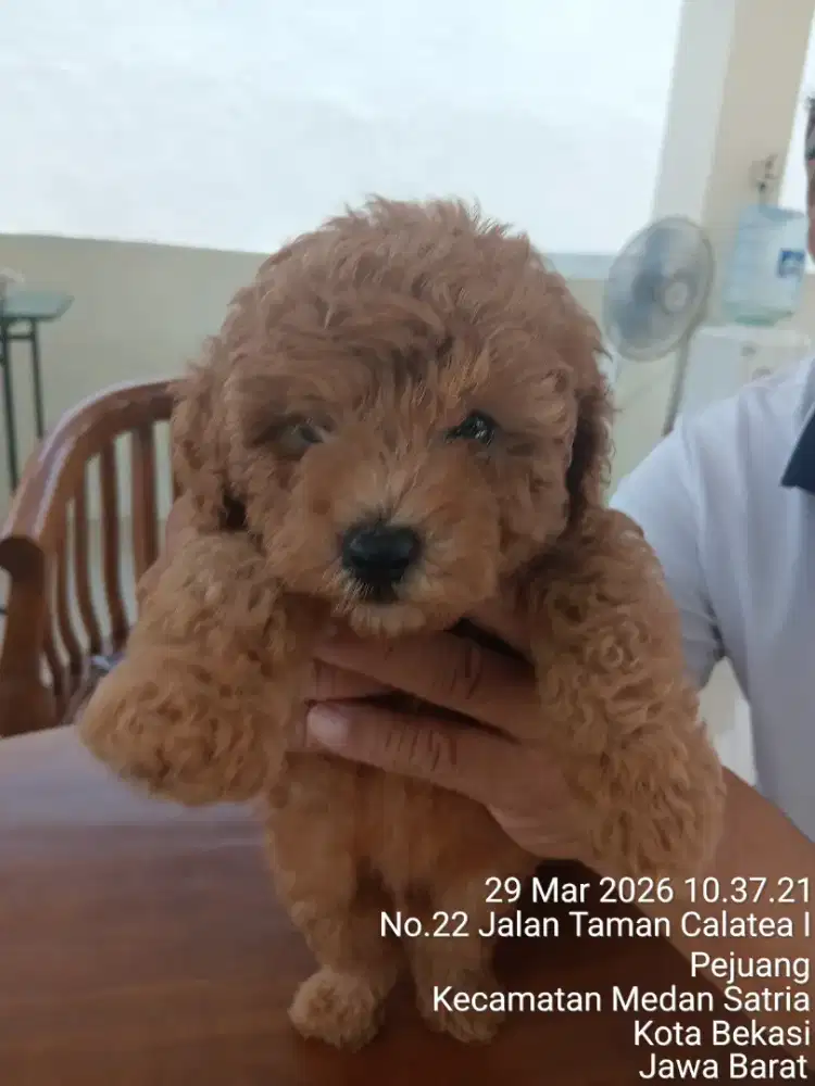 Jual Puppy Red Toy Poodle