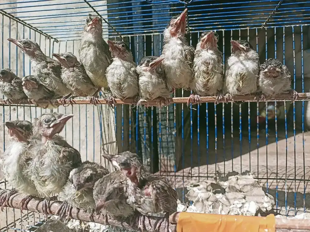 Aanakan kutilang trucukan