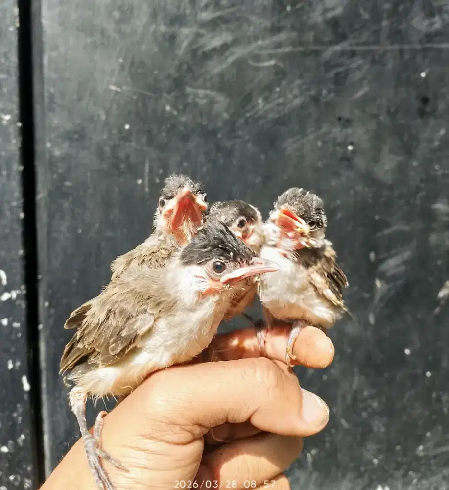 Anakan kutilang dan trucukan