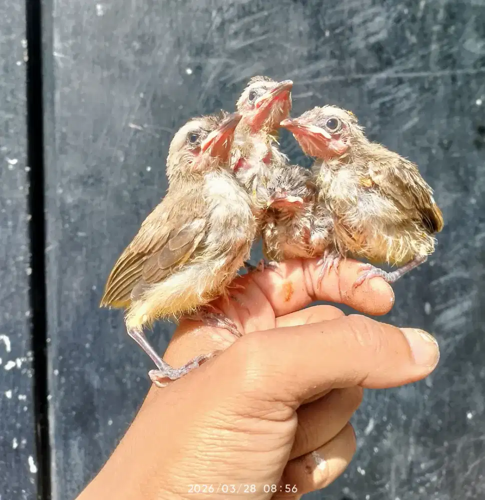 Anakan kutilang dan trucukan