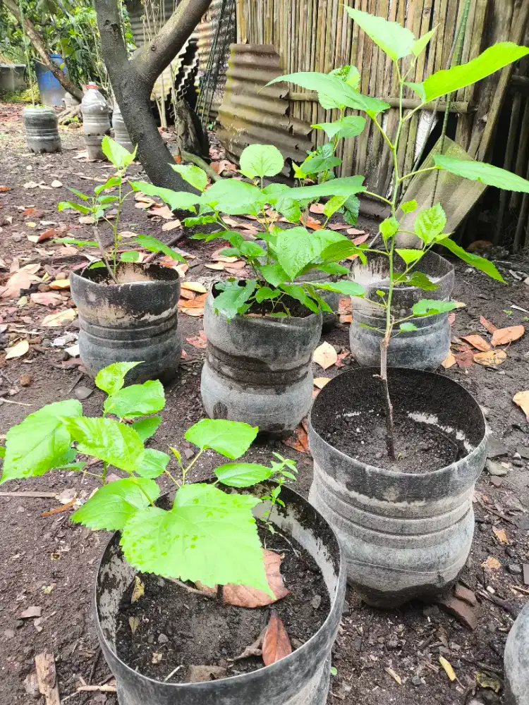 Bibit Tanaman Murbei Buah Besar Manis