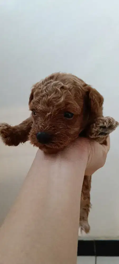 Red Toy Poodle Premium