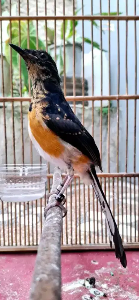 Murai trotol jantan f4 prospek