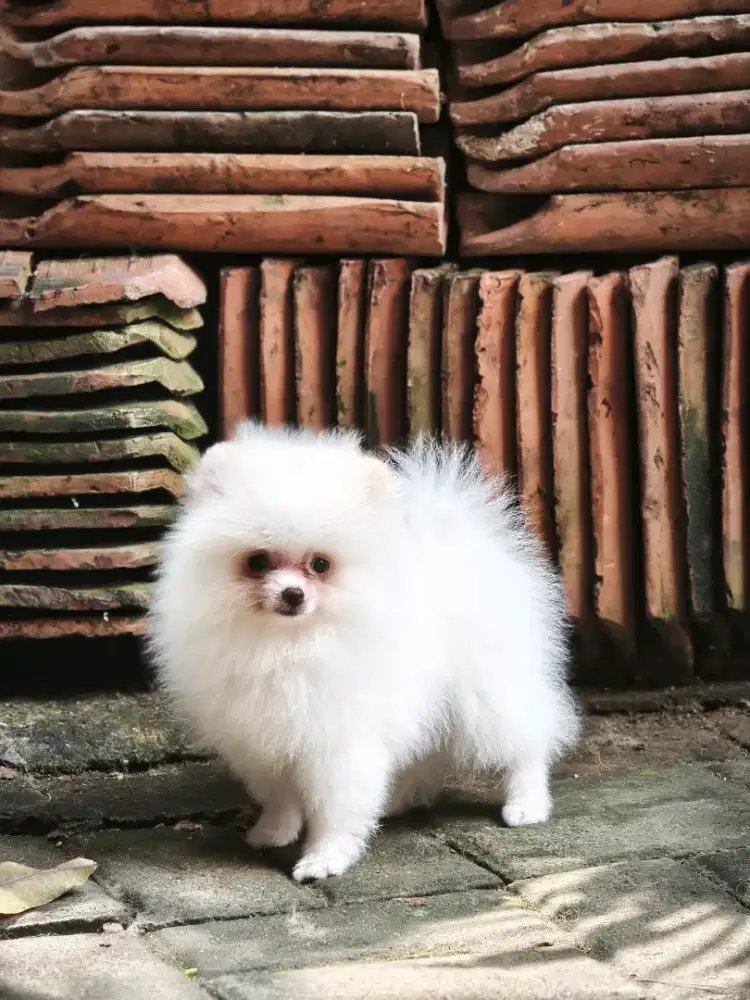 Super minipom 2 bulan lucu dan mungil